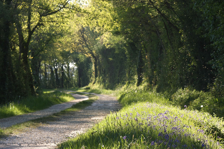 Chemin de terre avec des arbres et des fleurs